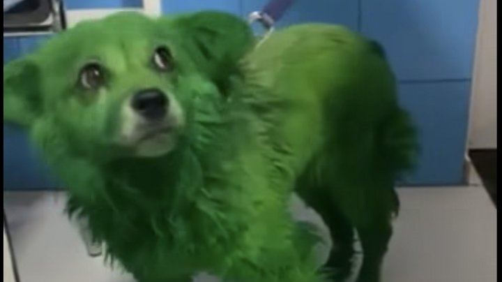 A dog evacuated from Druzhkivka. Frame from a video by "12 Vartovykh."