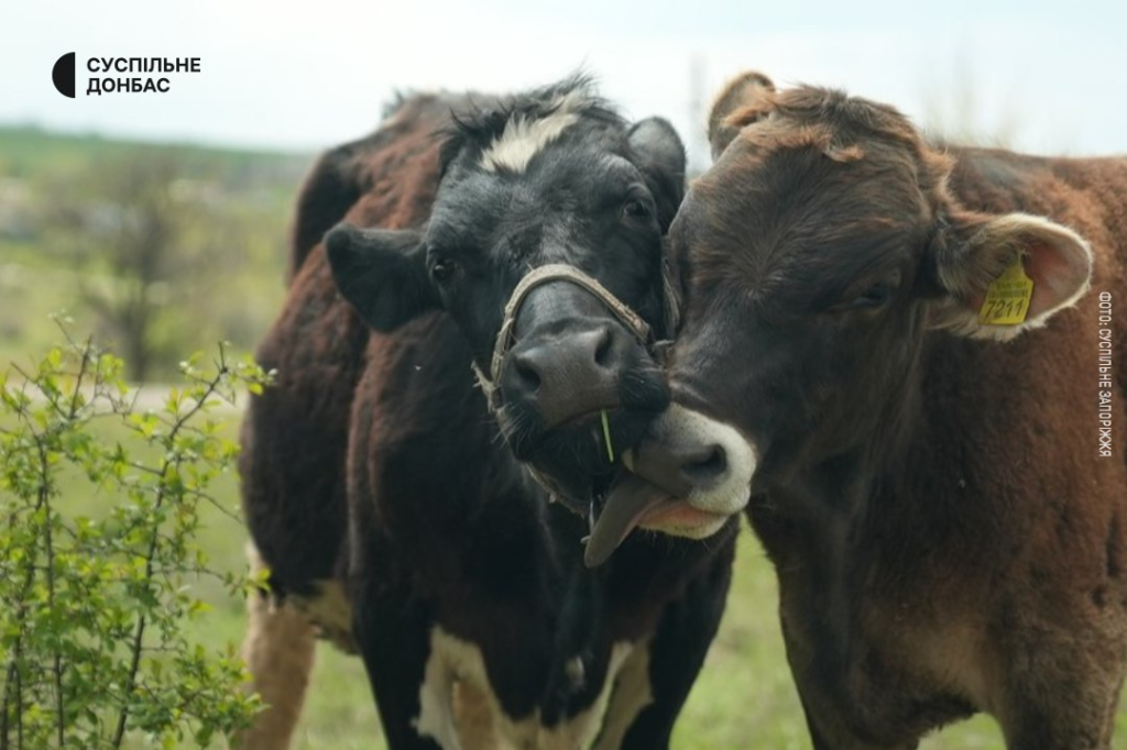 Cows undergoing rehabilitation. Photo from open sources