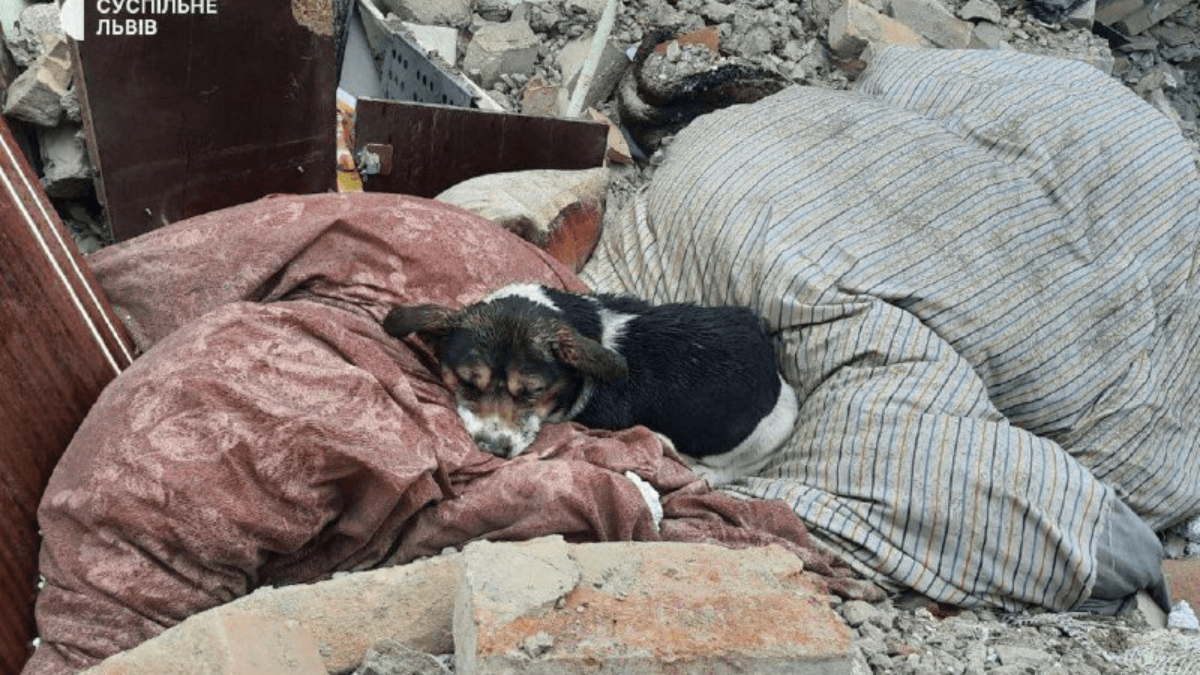 Собака лежить на уламках зруйнованого російською ракетою будинку. Власники тварини загинули. Фото: з соцмереж