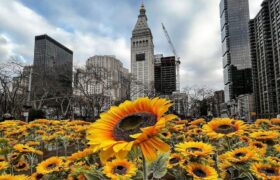 У центрі Нью-Йорка на підтримку України створили "поле" з 333 соняшників — по одному на кожен день війни