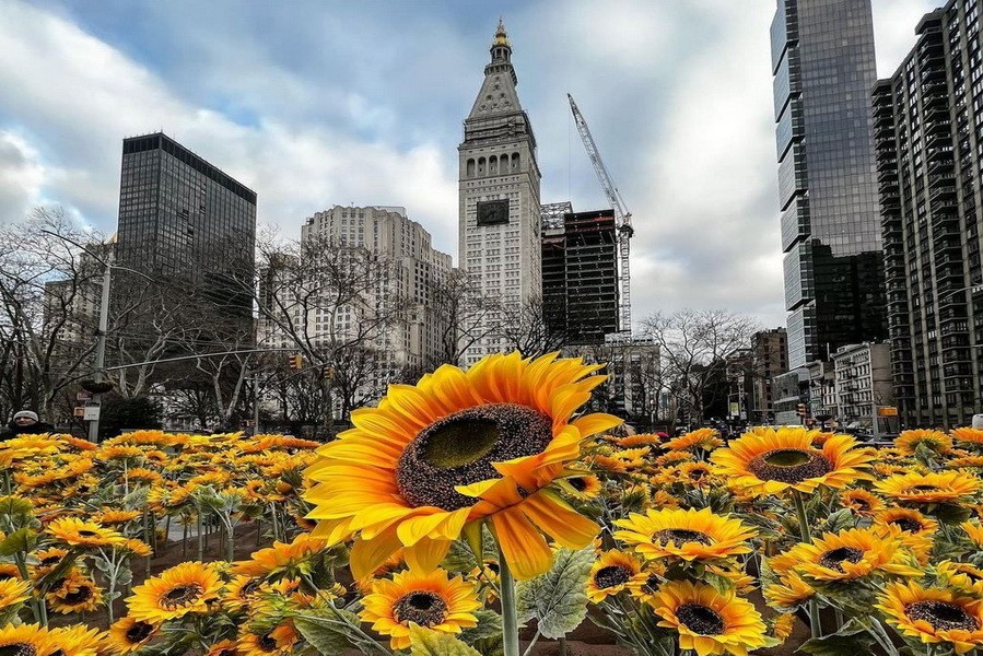 У центрі Нью-Йорка на підтримку України створили "поле" з 333 соняшників — по одному на кожен день війни